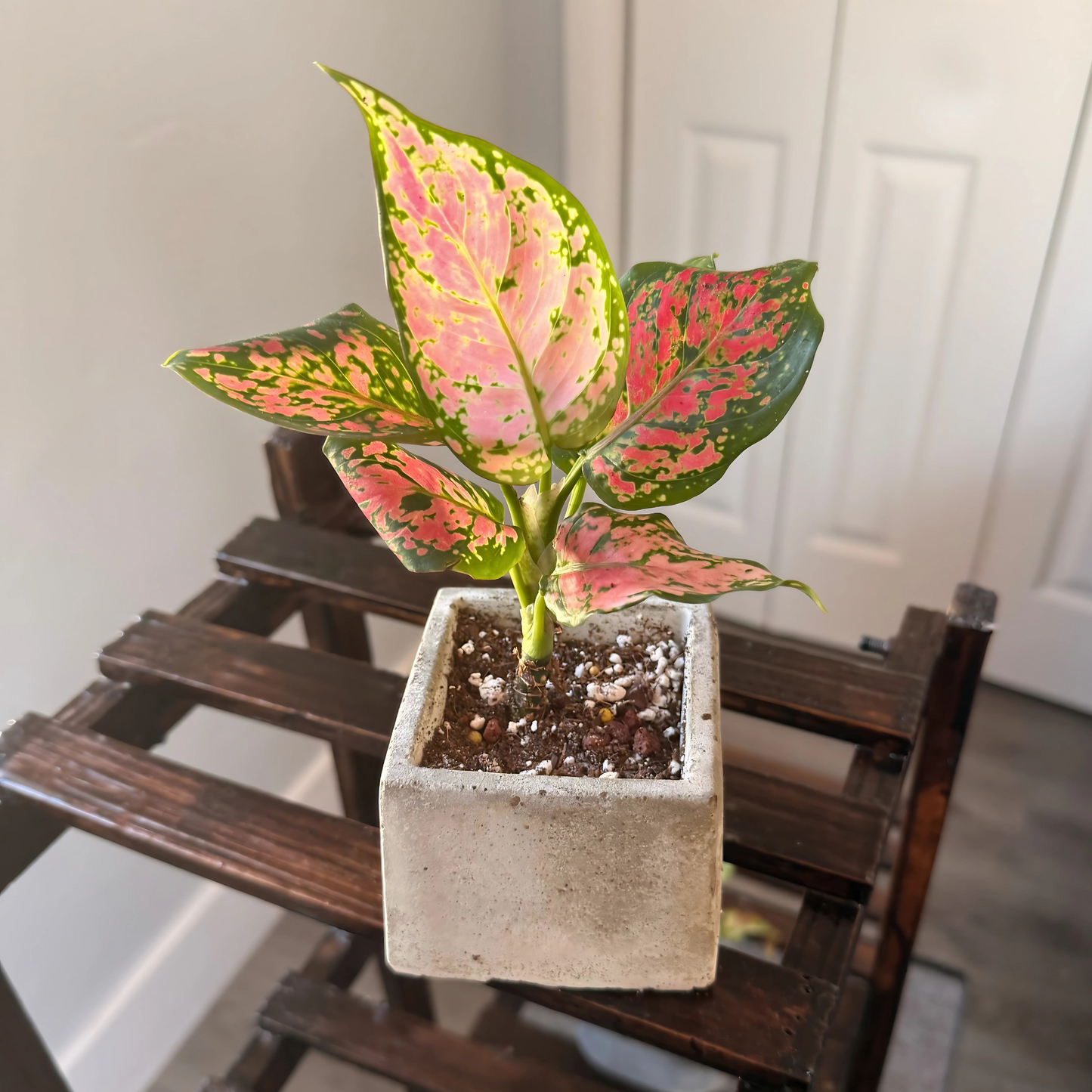 Aglaonema ‘Pink Dalmatian’ – Easy-Care Color in Your Choice of Pot