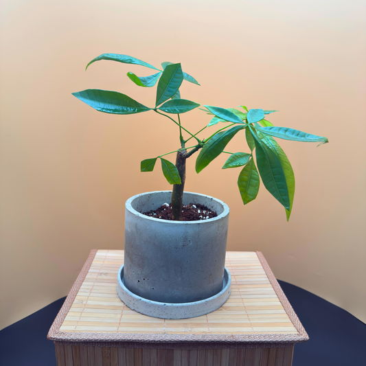 Money Tree (Pachira aquatica) – Easy-Care in 6” Charlie Pot Original