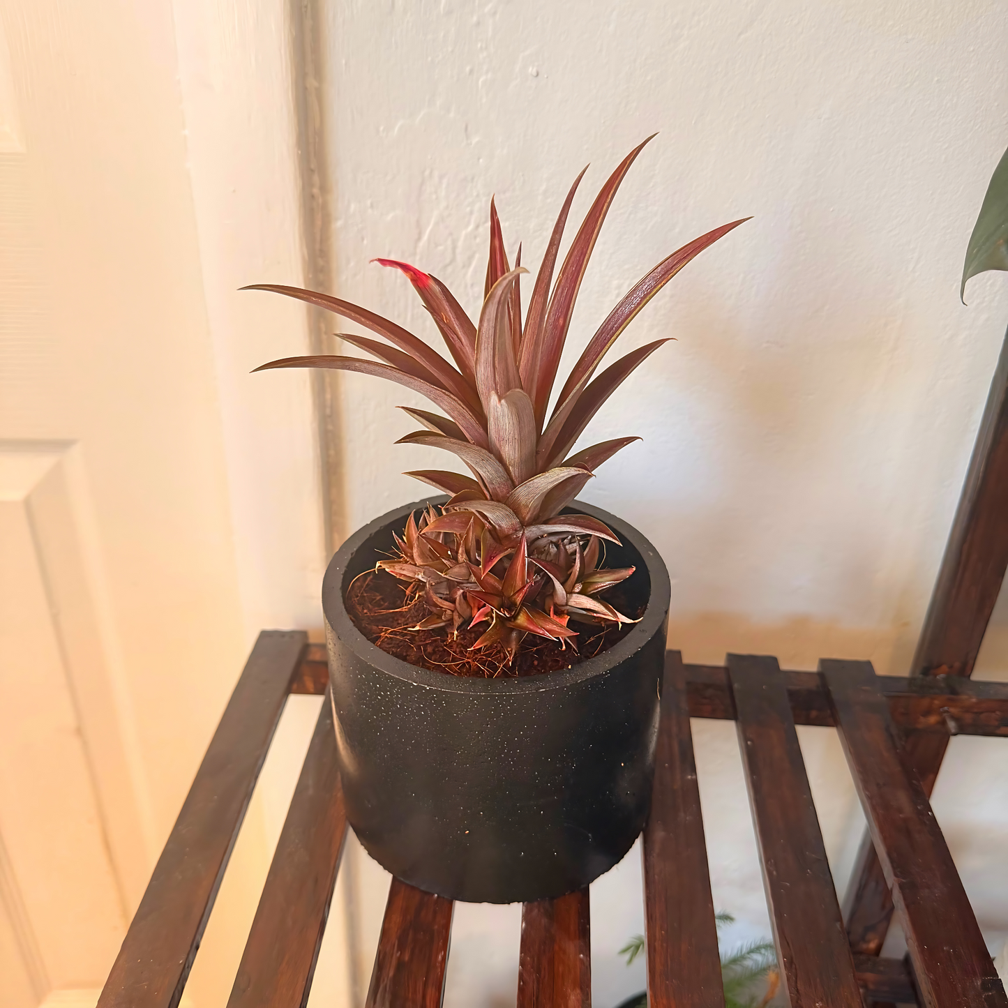 Cryptanthus Earth Star – Bronze-Red Foliage in Charlie Pot Original 6" Black