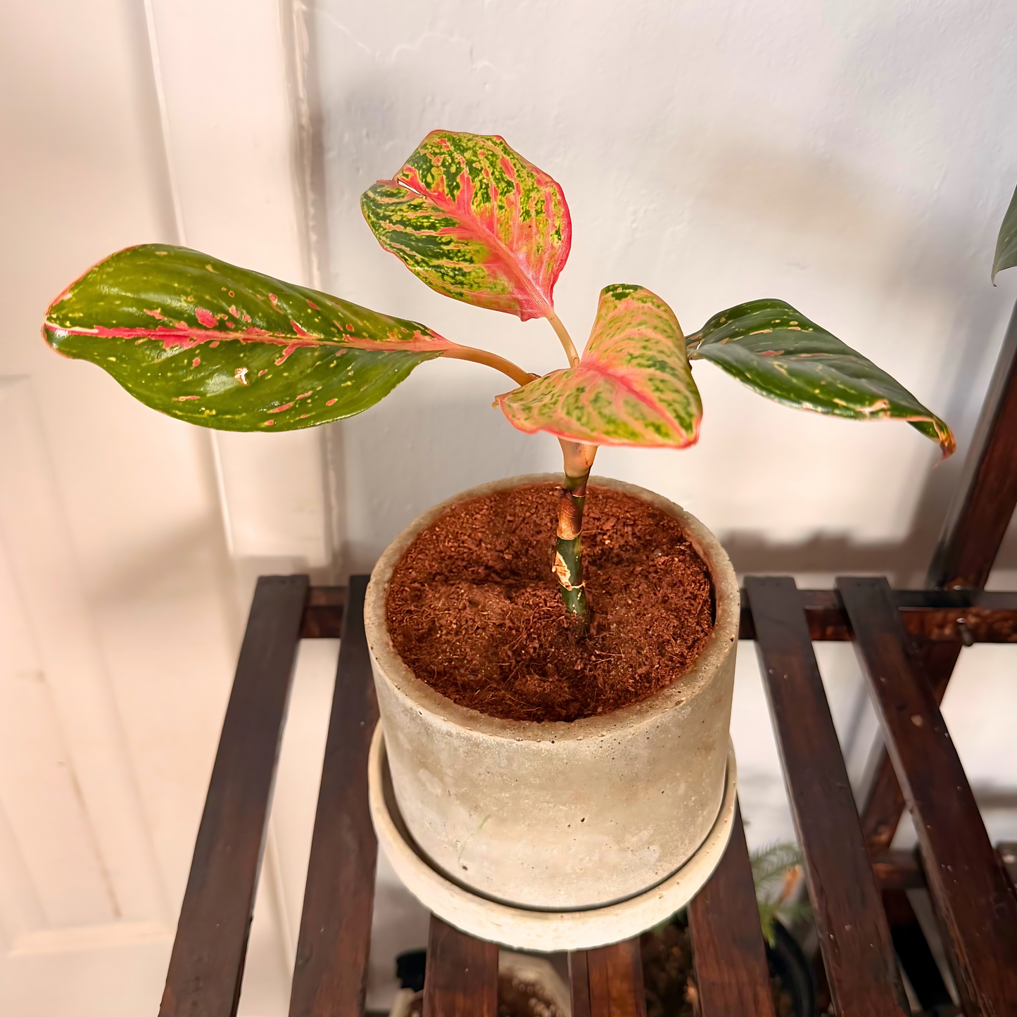 Aglaonema Sparkling Sarah – Colorful Speckled Pink & Green Plant in Charlie Pot Original 6" Soft Gray
