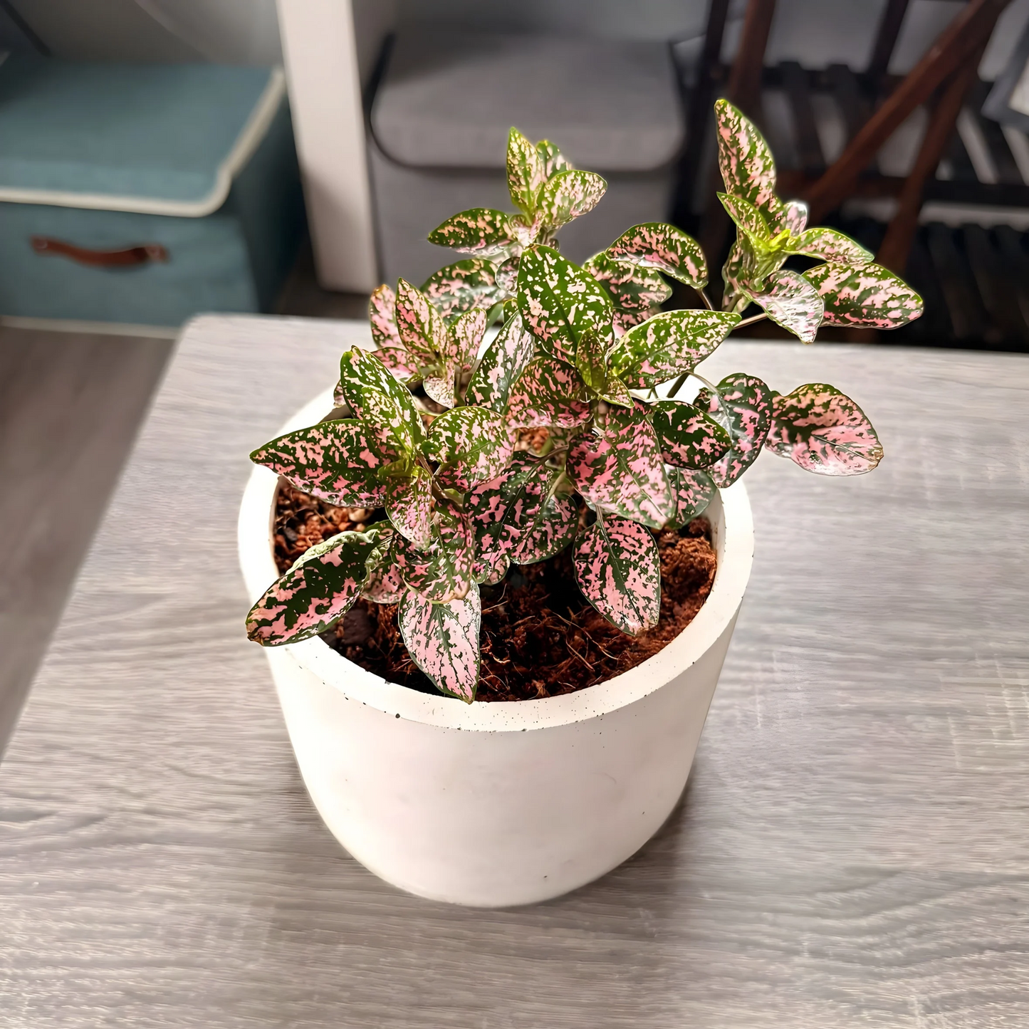 Polka Dot Plant – Colorful Foliage in Premium Charlie Pot Options