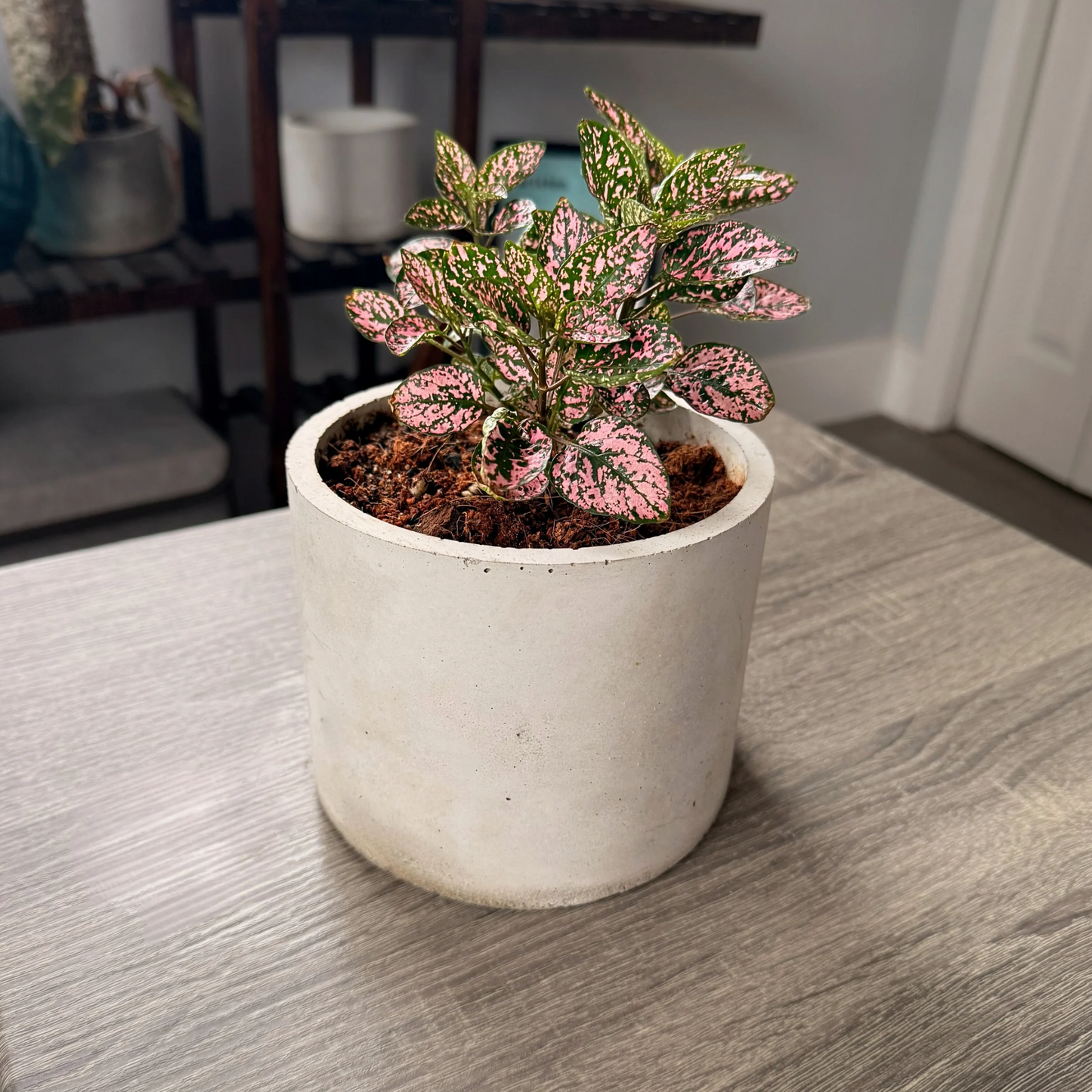 Polka Dot Plant – Colorful Foliage in Premium Charlie Pot Options