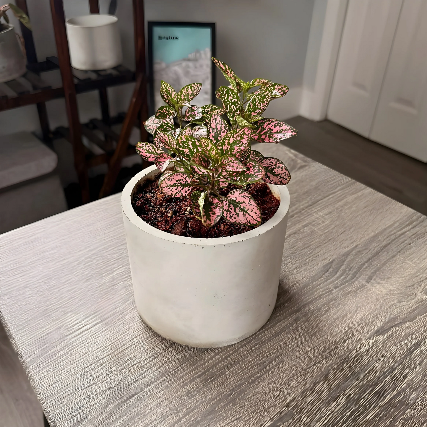 Polka Dot Plant – Colorful Foliage in Premium Charlie Pot Options
