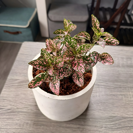 Polka Dot Plant – Colorful Foliage in Premium Charlie Pot Options