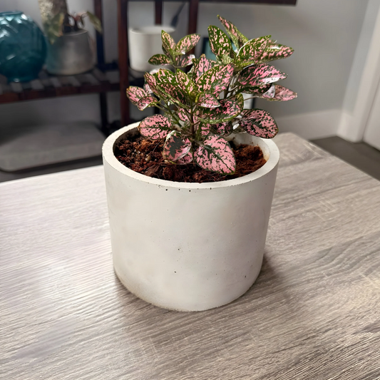 Polka Dot Plant – Colorful Foliage in Premium Charlie Pot Options