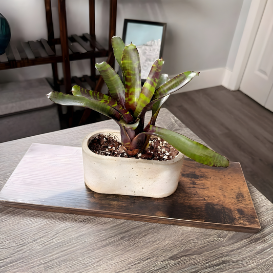 Neoregelia 'Blushing Tiger' – Striking Bromeliad in Premium Pot Options