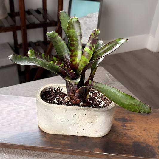 Neoregelia 'Blushing Tiger' – Striking Bromeliad in Premium Pot Options