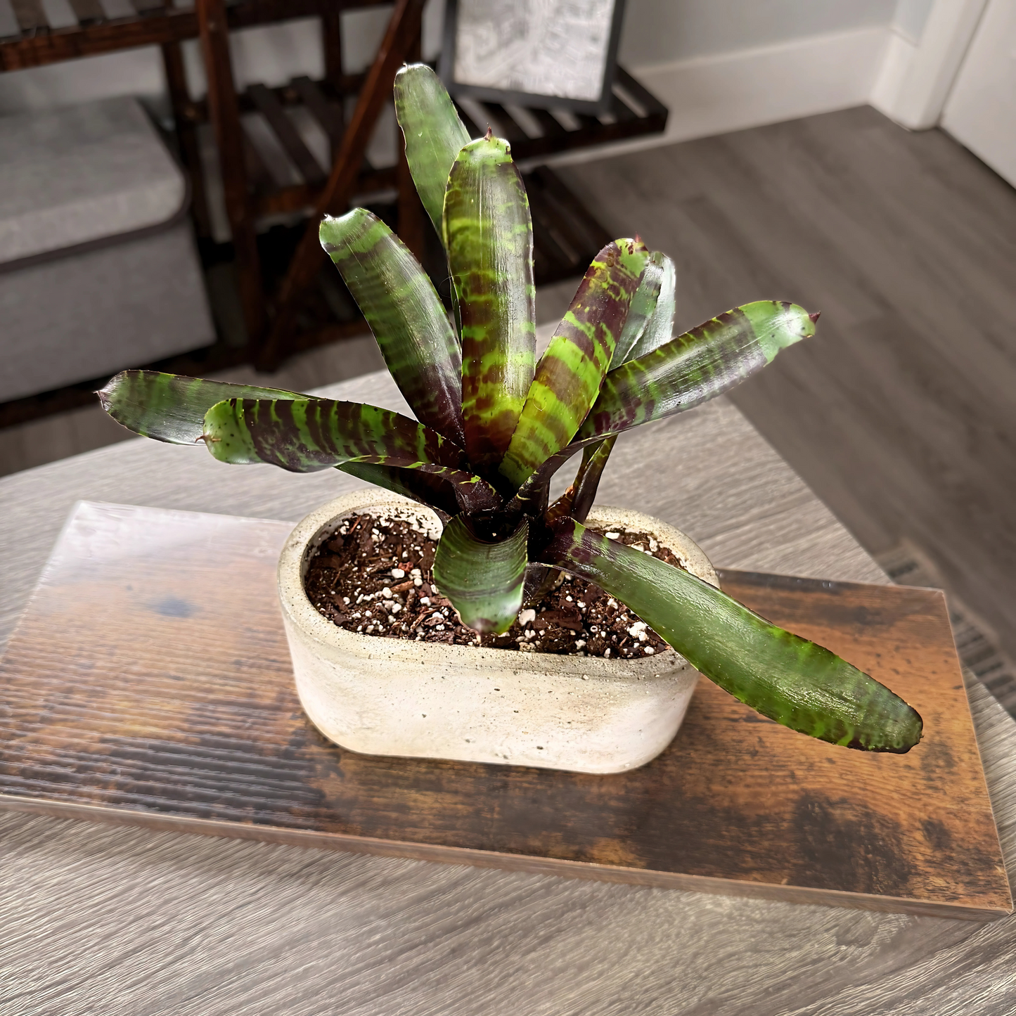 Neoregelia 'Blushing Tiger' – Striking Bromeliad in Premium Pot Options