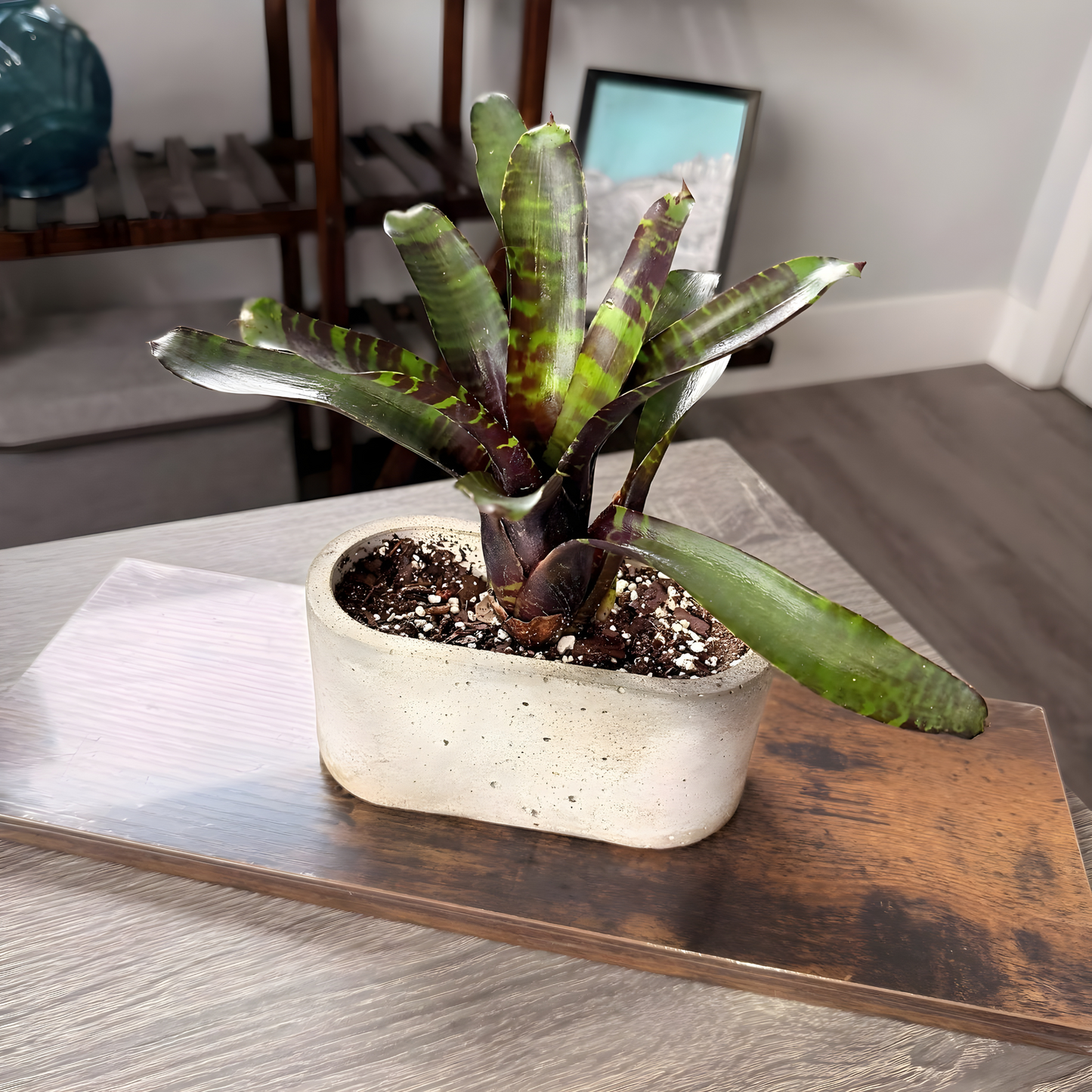 Neoregelia 'Blushing Tiger' – Striking Bromeliad in Premium Pot Options