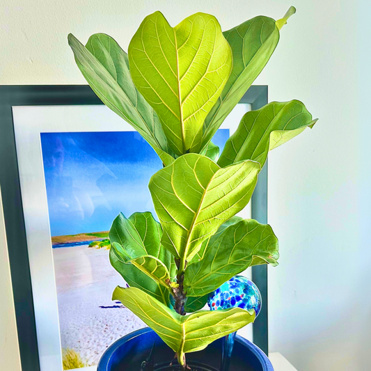 Fiddle Leaf Fig (Ficus lyrata)