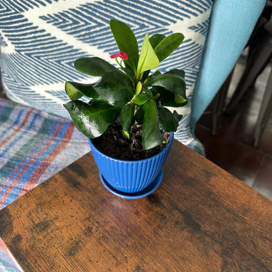 Crown of Thorns (Euphorbia milii)