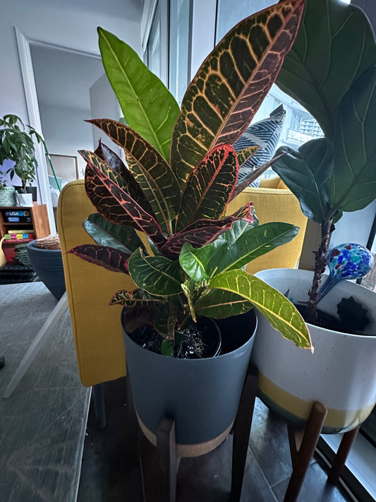 Croton ‘Petra’ (Codiaeum variegatum)