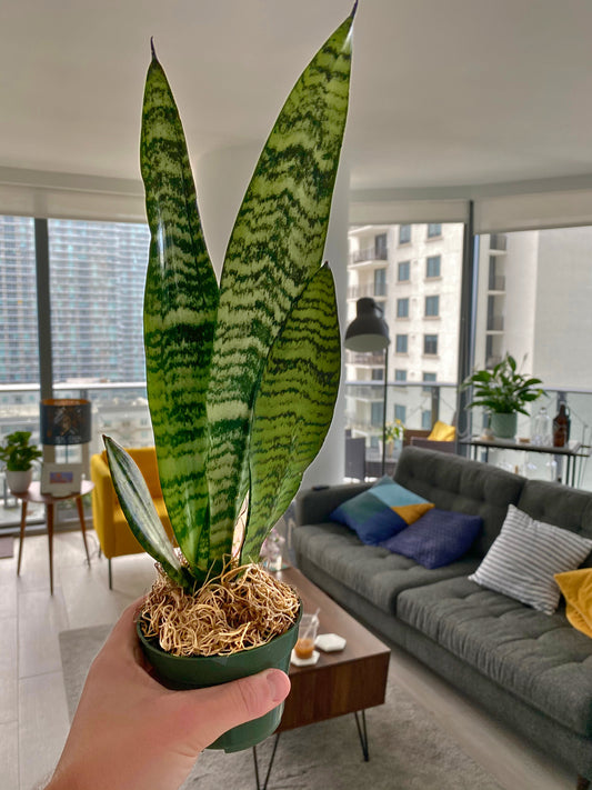 Snake Plant (Dracaena trifasciata)