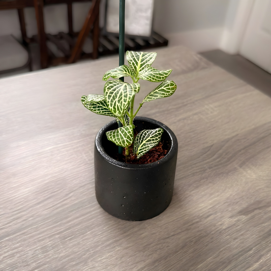 Silver Nerve Plant (Fittonia) – Patterned Foliage in Charlie Pots