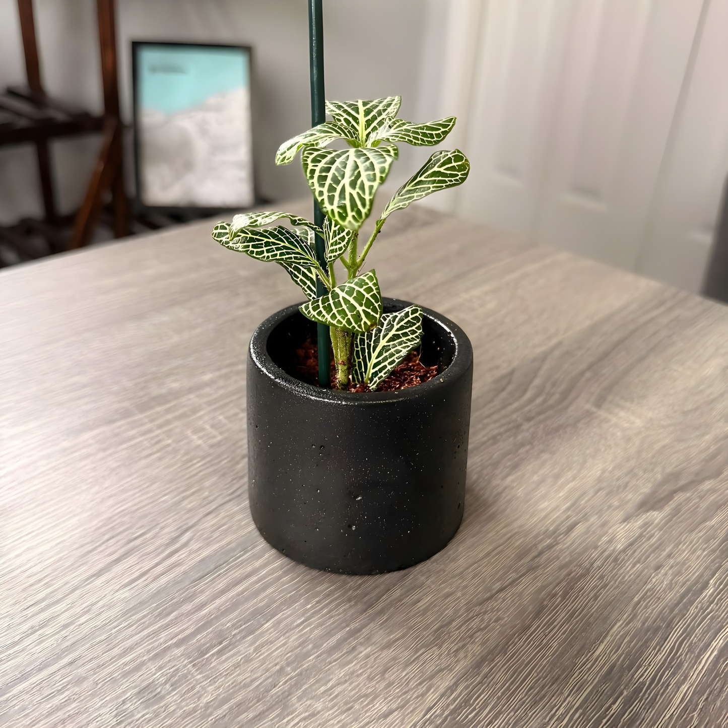 Silver Nerve Plant (Fittonia) – Patterned Foliage in Charlie Pots