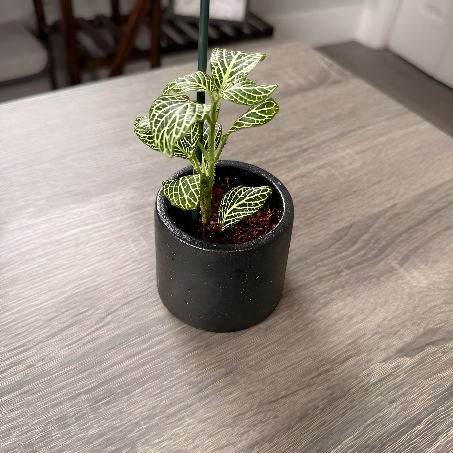 Silver Nerve Plant (Fittonia) – Patterned Foliage in Charlie Pots