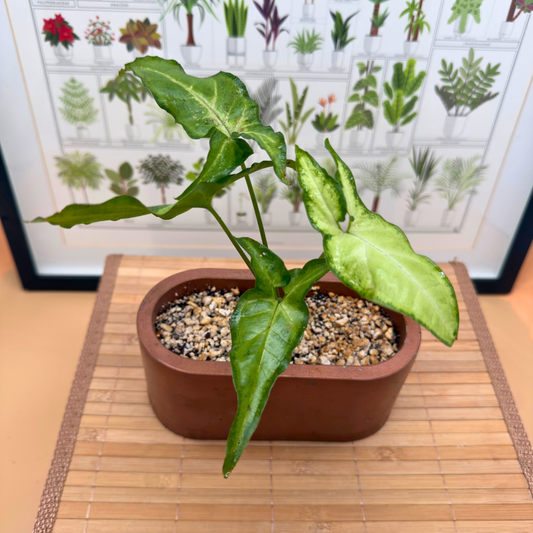 Syngonium ‘White Butterfly’ – Easy-Care Arrowhead Plant in 4.5” Charlie Pot (Signature Oval, Copper Matte)