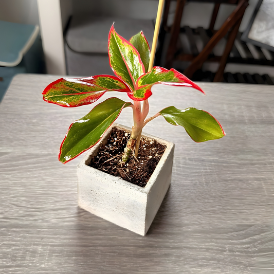 Aglaonema ‘King of Siam’ – Bold Tropical Foliage in Premium Pot Options