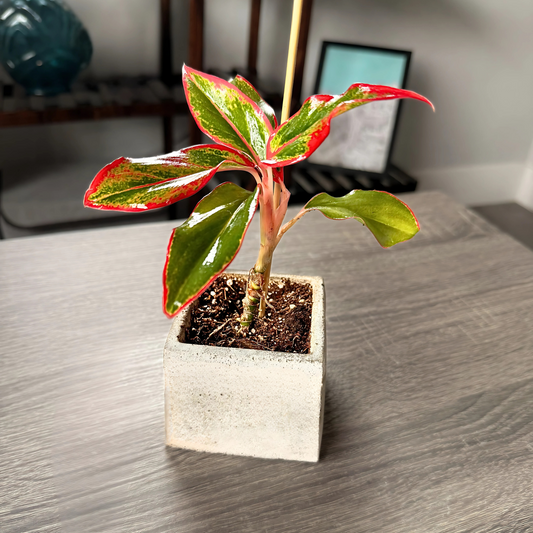 Aglaonema ‘King of Siam’ – Bold Tropical Foliage in Premium Pot Options