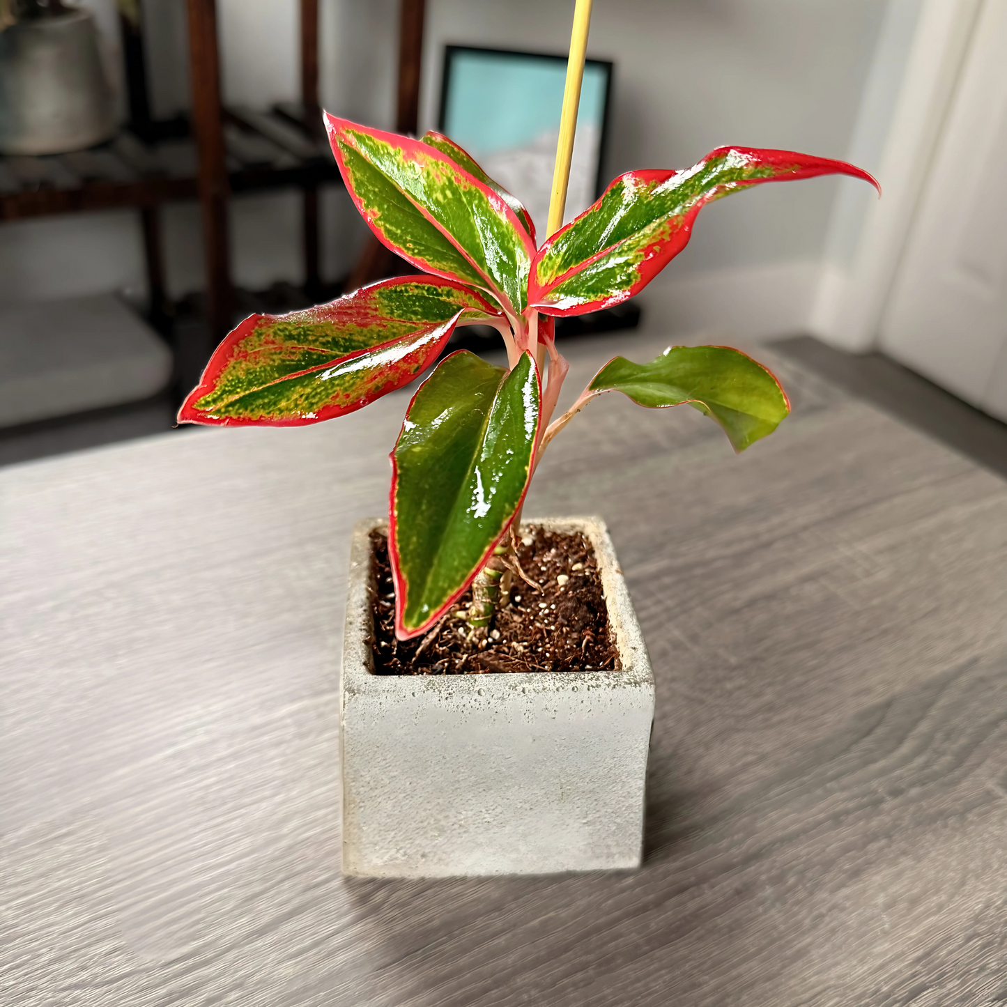 Aglaonema ‘King of Siam’ – Bold Tropical Foliage in Premium Pot Options