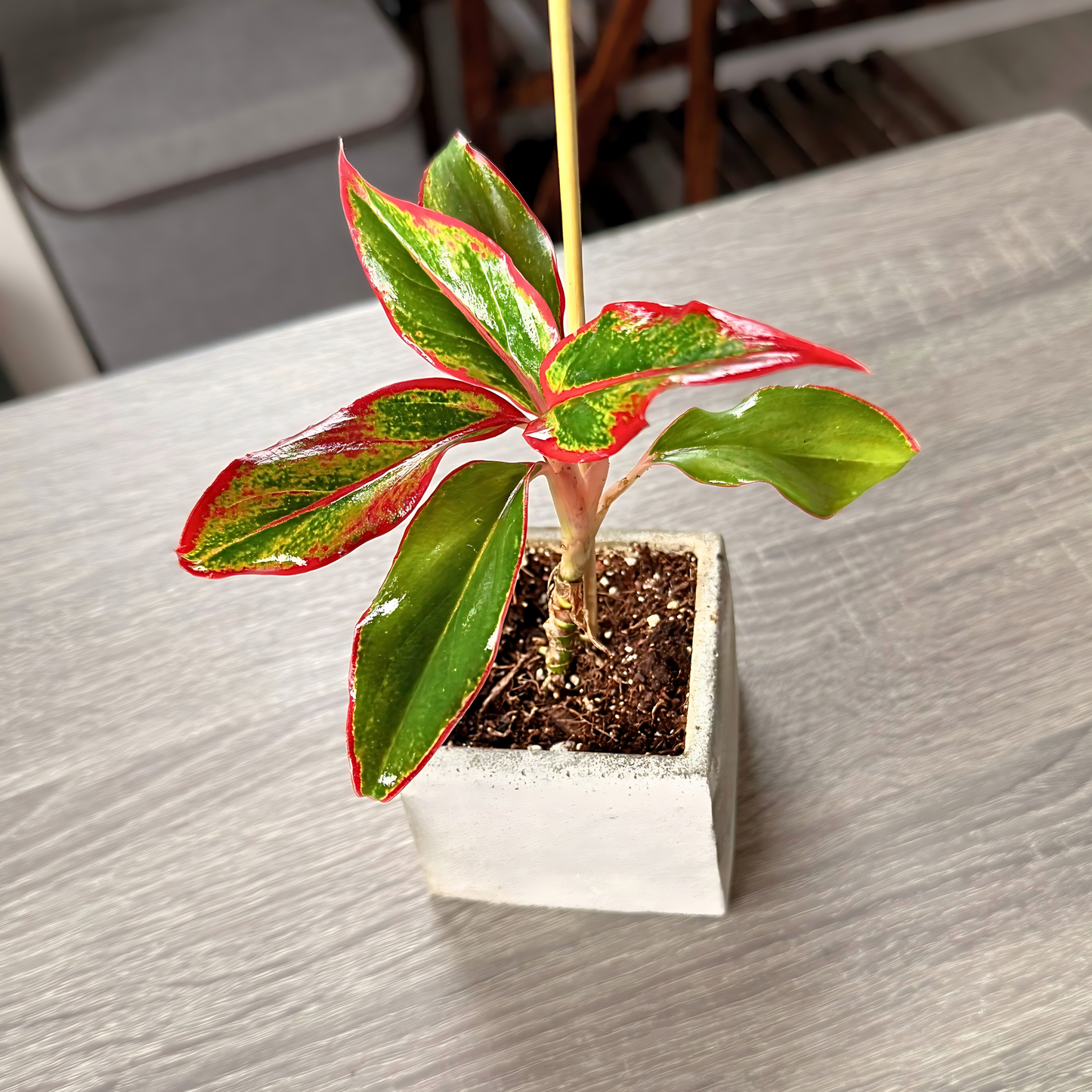 Aglaonema ‘King of Siam’ – Bold Tropical Foliage in Premium Pot Options