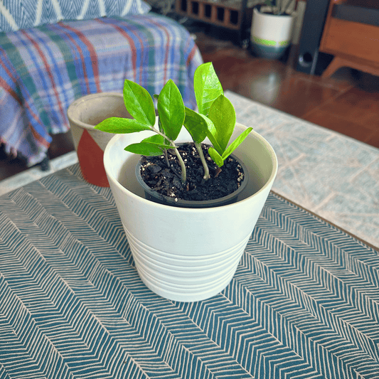 ZZ Plant (Zamioculcas zamiifolia)