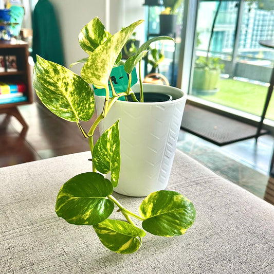 Golden Pothos (Epipremnum aureum)