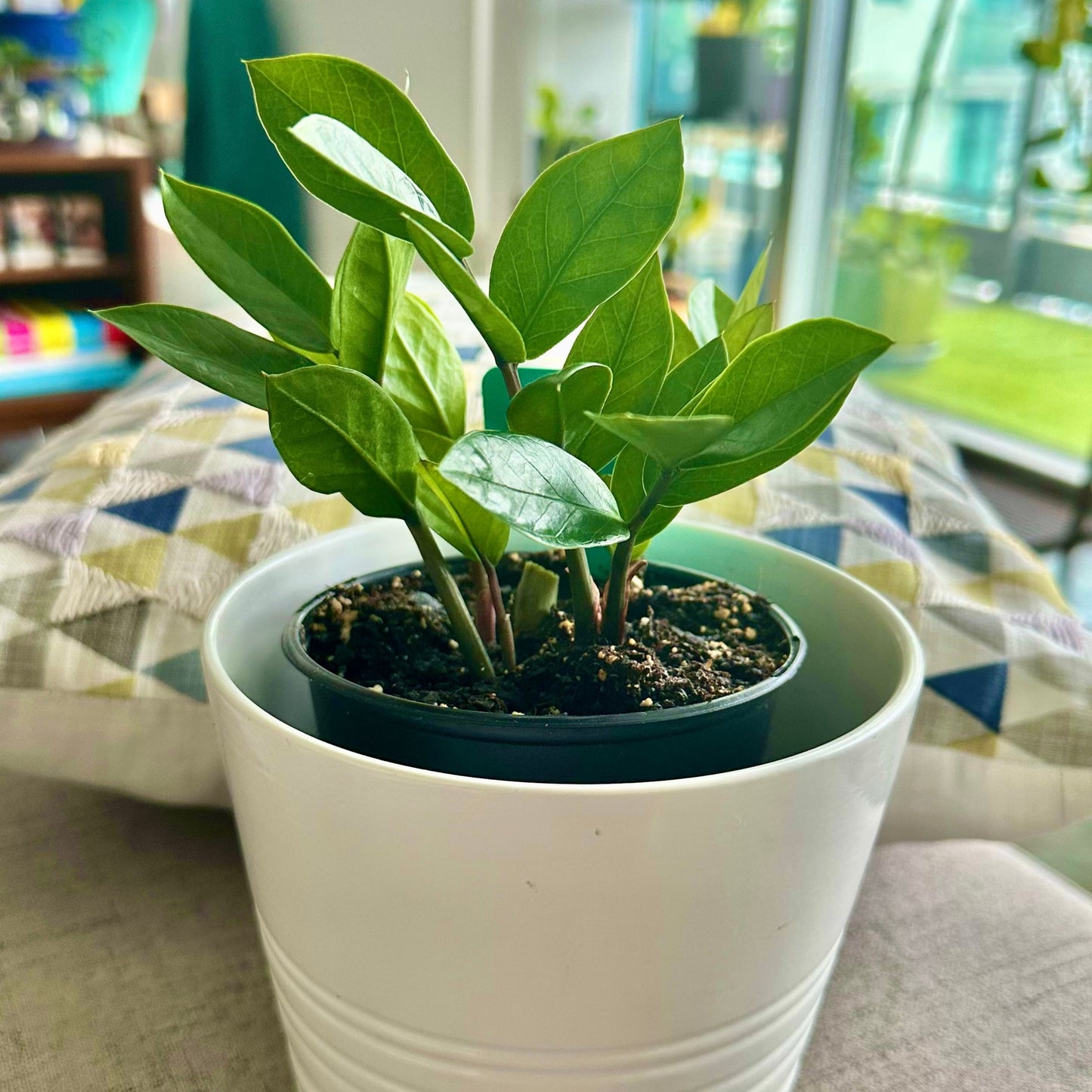 ZZ Plant (Zamioculcas zamiifolia)