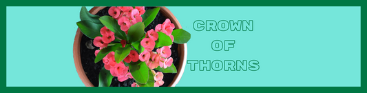 Crown of Thorns: A Majestic, Colorful, Flowering Houseplant