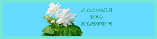 Arabian Tea Jasmine Plant: A Fragrant Delight for Your Home!