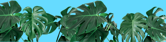 Photo of a beautiful green Monstera plant from Brickell Plant Dad