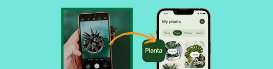 Introducing Planta: The Must-Have App For New Plant Owners
