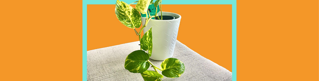 Golden Pothos plant