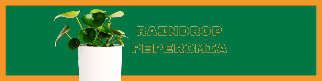 Raindrop Peperomia: Lush Greenery for Your Home