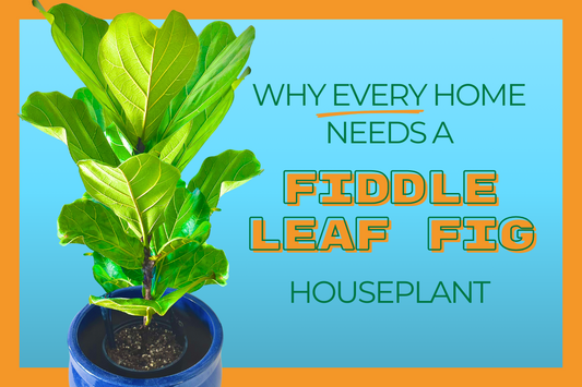Why Every Home Needs a Fiddle Leaf Fig Houseplant