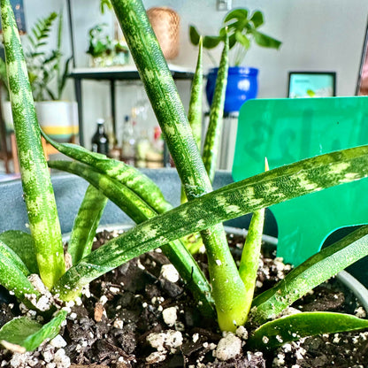 Planta de serpiente cilíndrica / tamaño “cultivador”