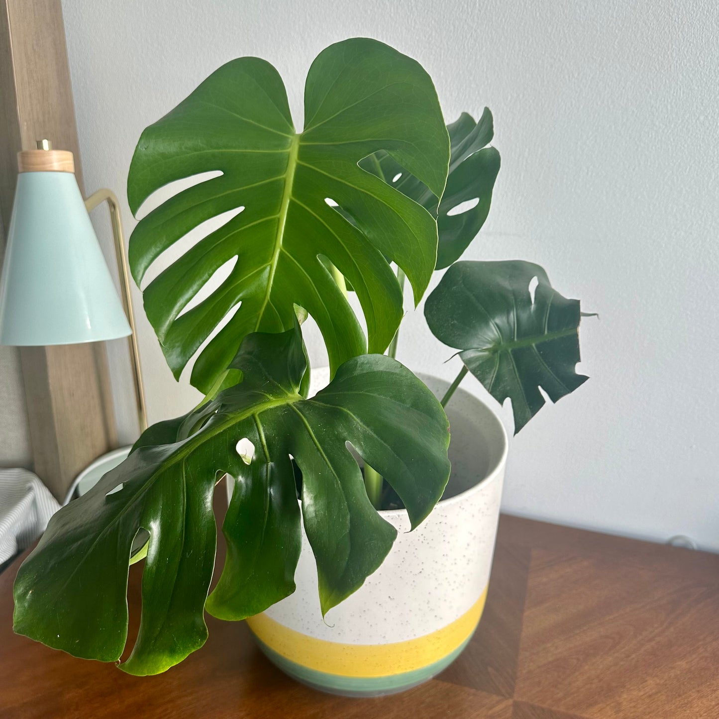 Tamanho Monstera / “papai”