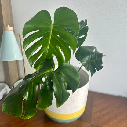 Monstera "Swiss Cheese Plant" / “Daddy” size