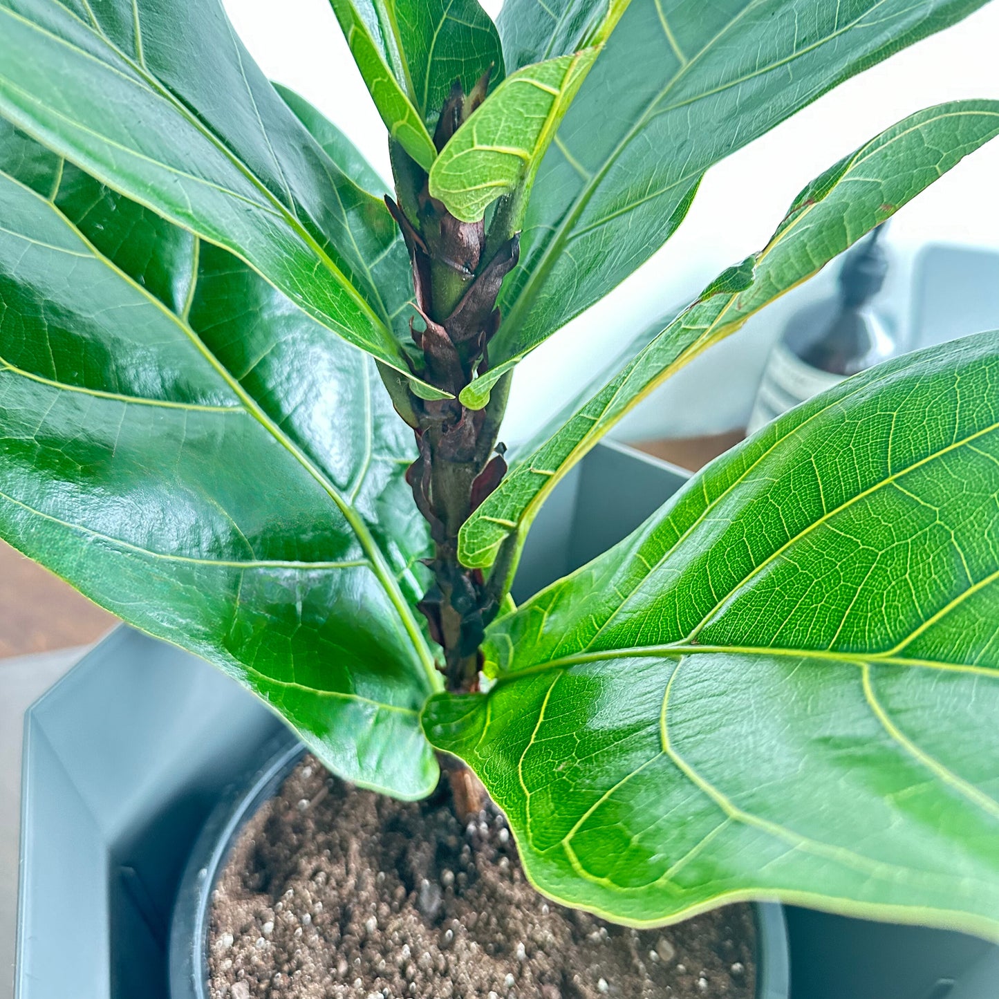 Fiddle Leaf Fig / tamanho “papai”