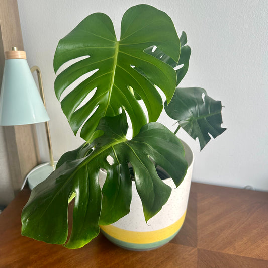 Monstera "Swiss Cheese Plant" / “Daddy” size