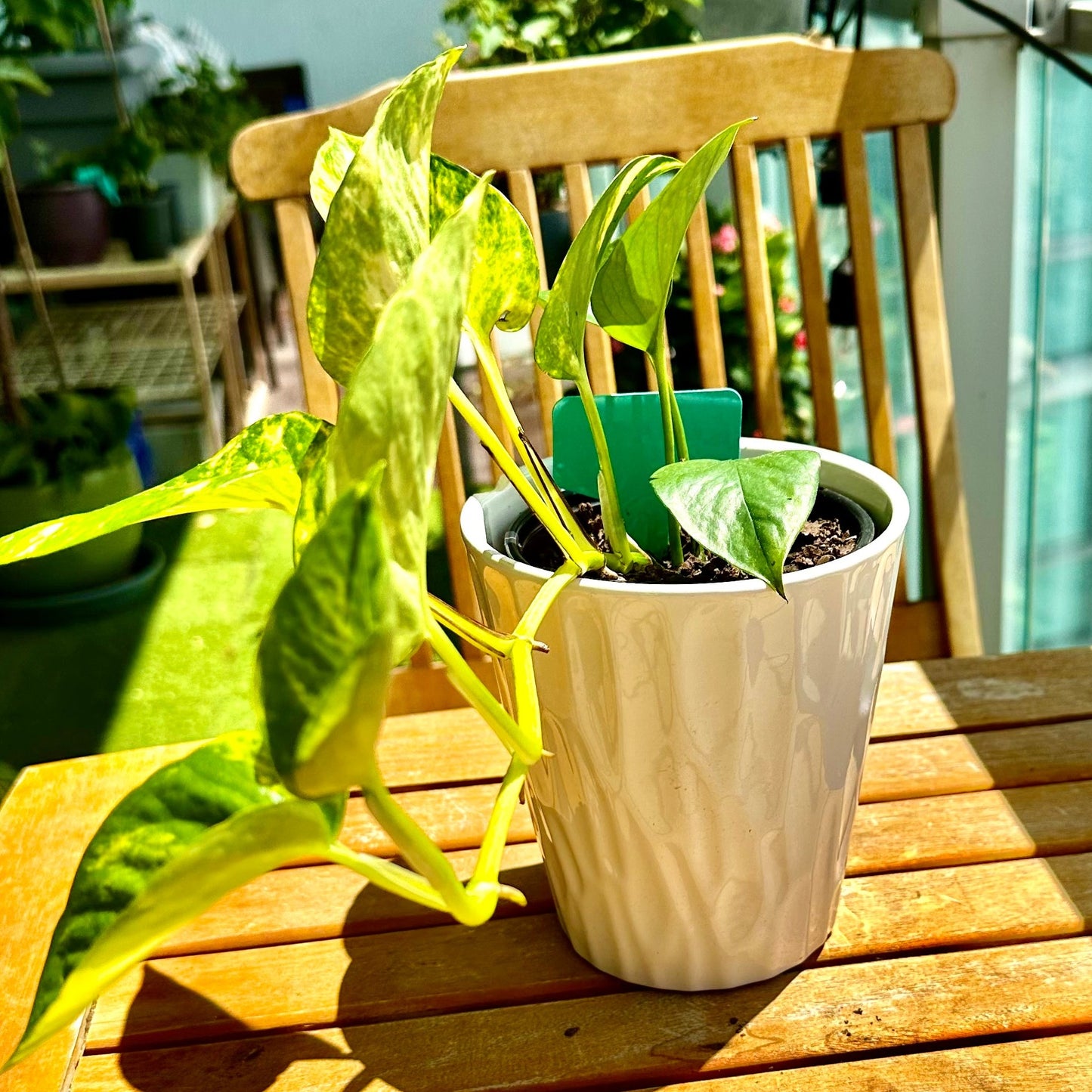 Pothos Dorados / Tamaño “Grower”