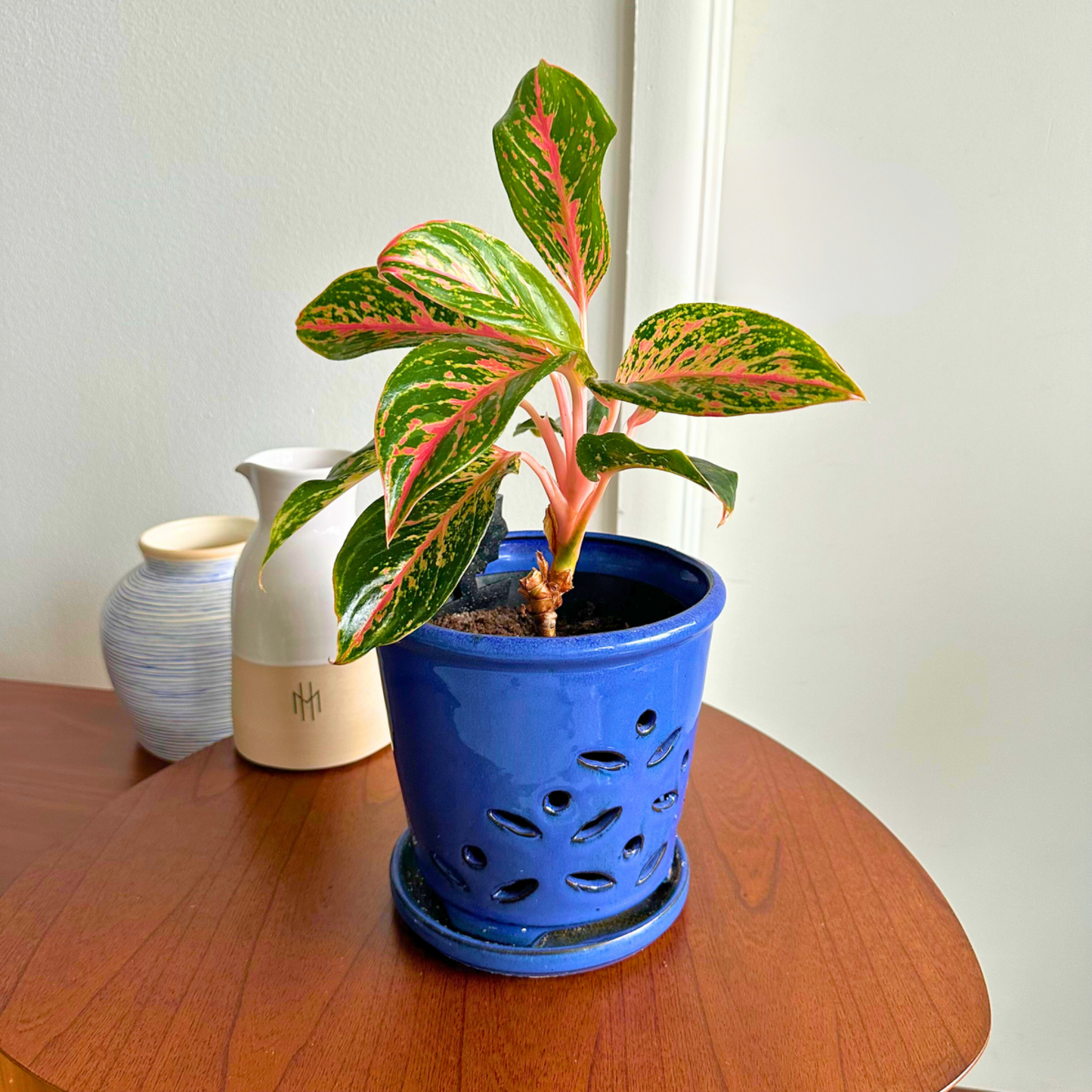 Aglaonema "Sparkling Sarah" / "Grower" size