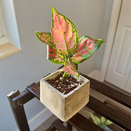 Aglaonema ‘Pink Dalmatian’ – Stunning Tropical Foliage in Your Choice of Pot