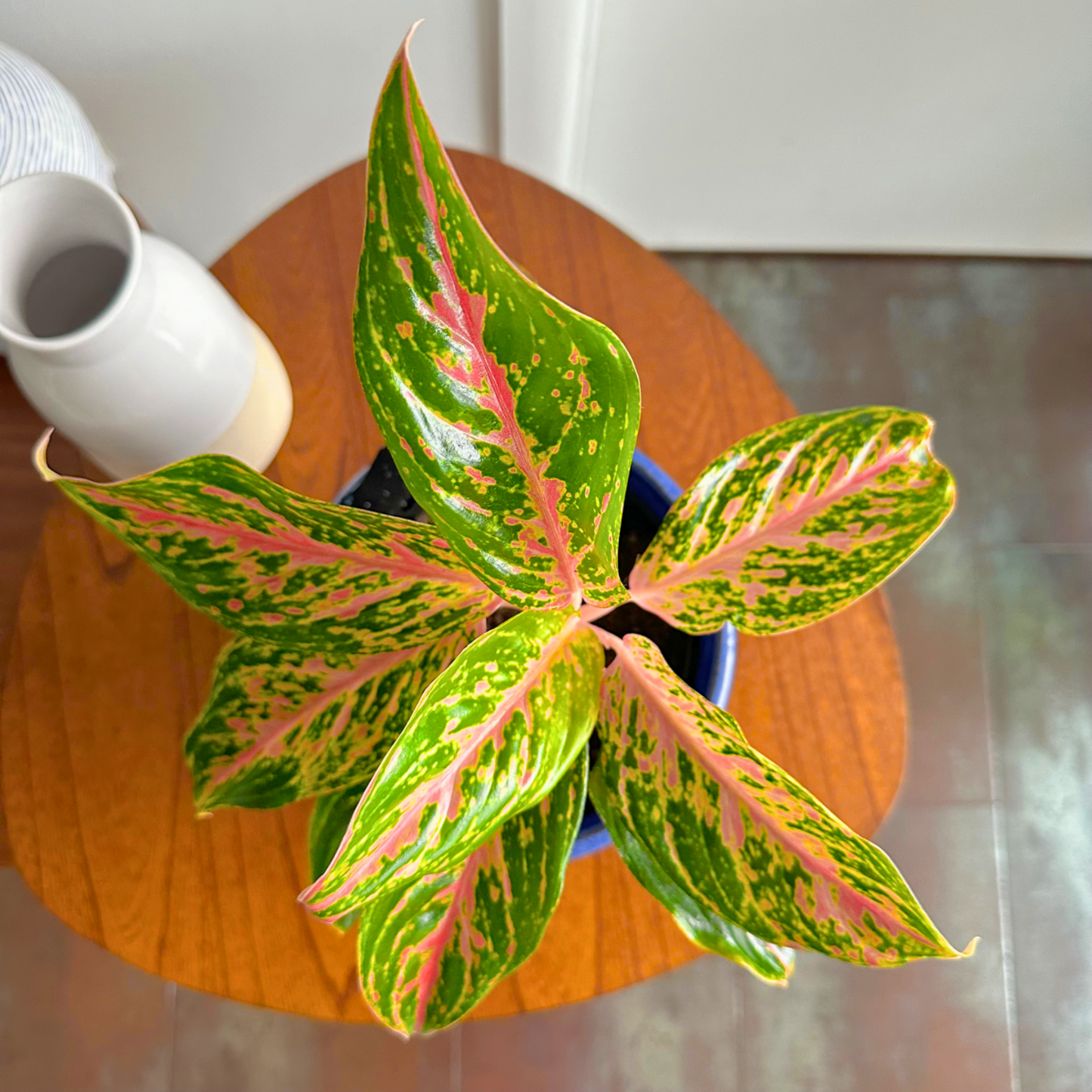 Aglaonema "Sparkling Sarah" / "Grower" size