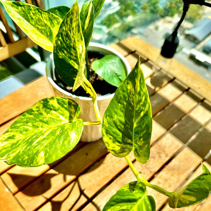 Pothos Dorados / Tamaño “Grower”