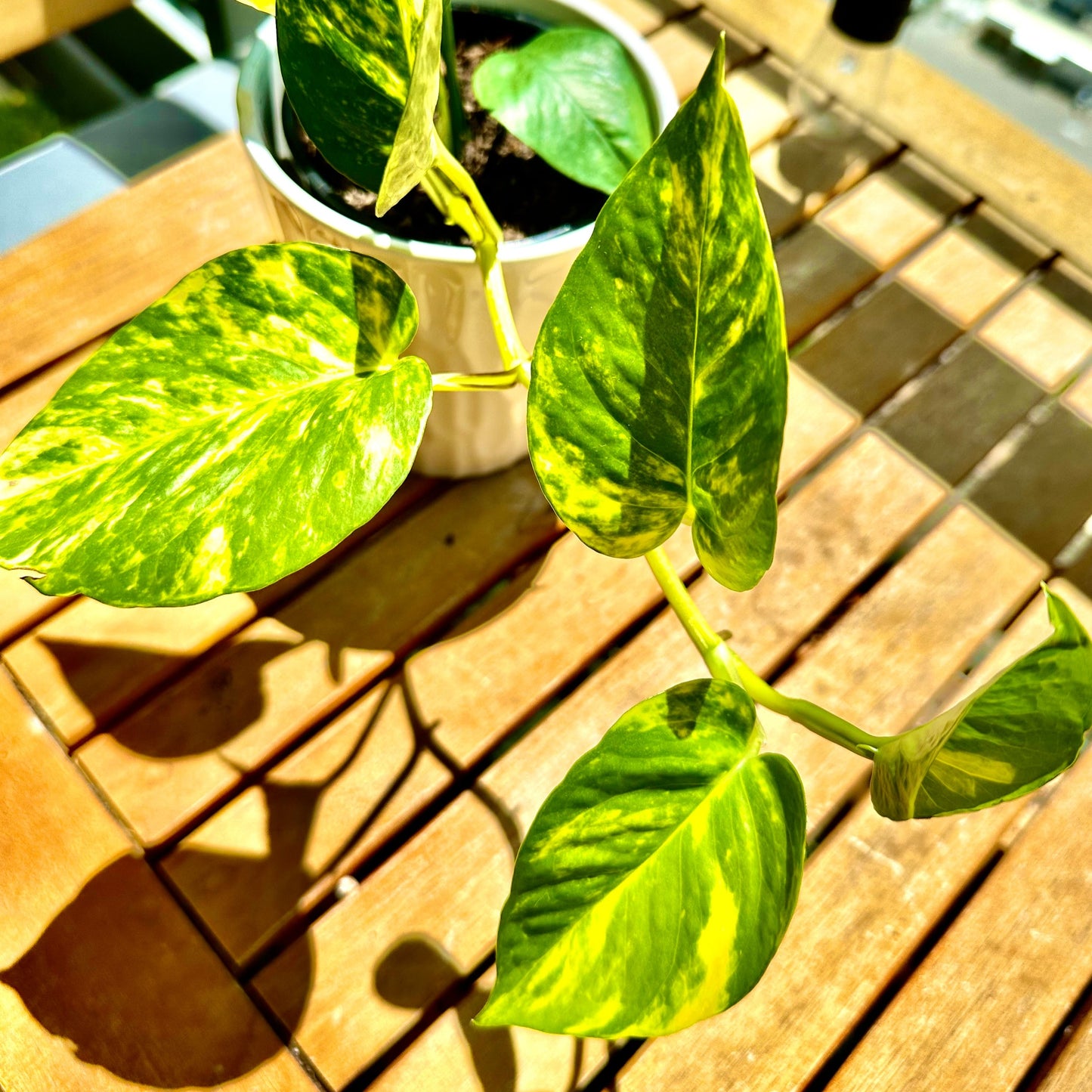 Pothos Dorados / Tamaño “Grower”