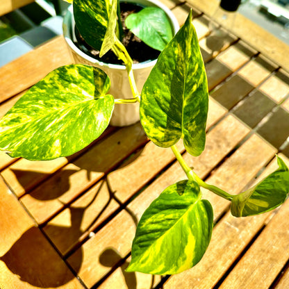 Pothos Dorados / Tamaño “Grower”