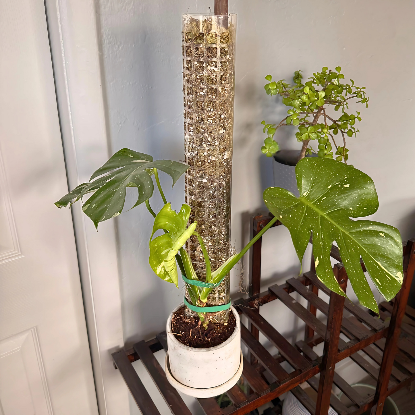 Monstera Thai Constellation – Rare Variegated Statement Plant in Charlie Pot with Grow Pole