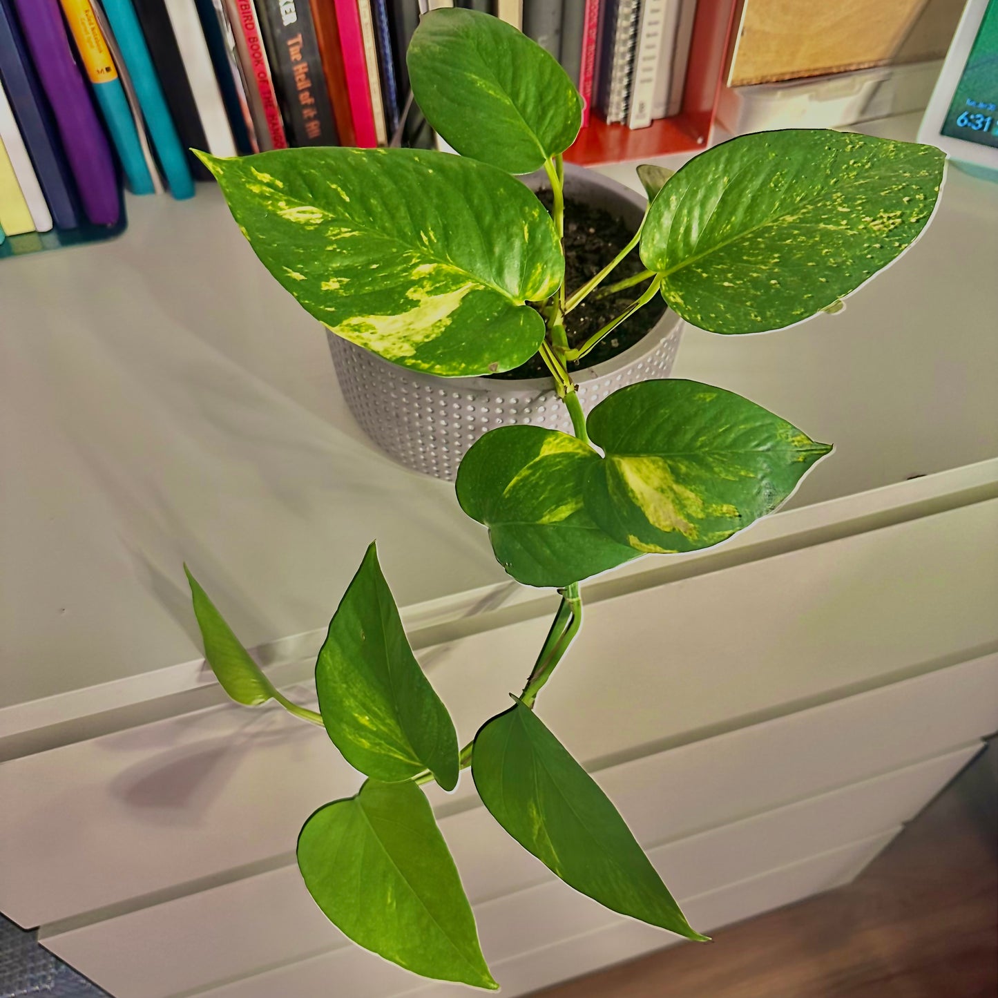 Golden Pothos / "Grower” with ceramic pot included!