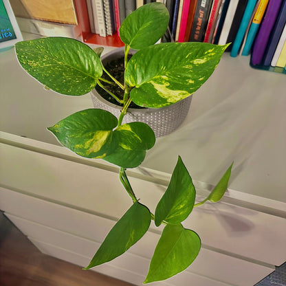 Golden Pothos / "Grower” with ceramic pot included!